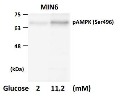 Western Blot: AMPK alpha 1 [p Ser496] Antibody [NB100-81784]